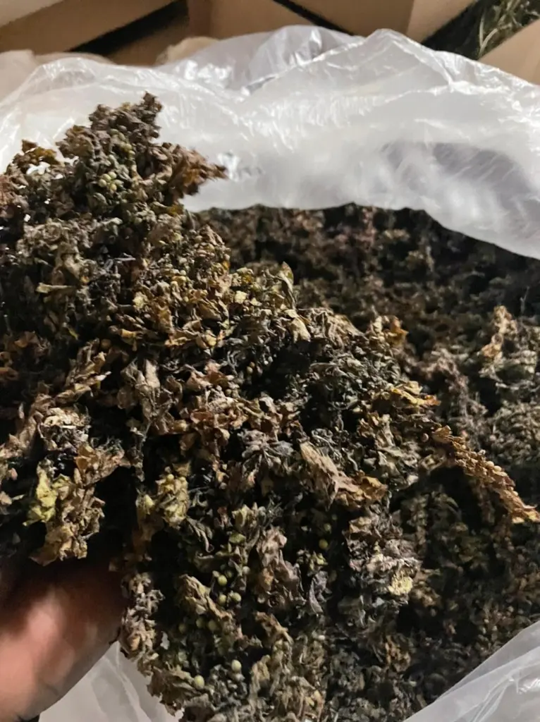 bladderwrack seamoss2.webp