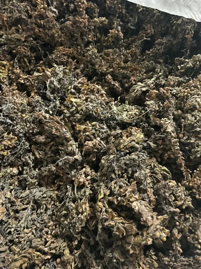 bladderwrack seamoss1.webp