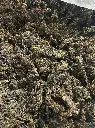 bladderwrack seamoss1.webp